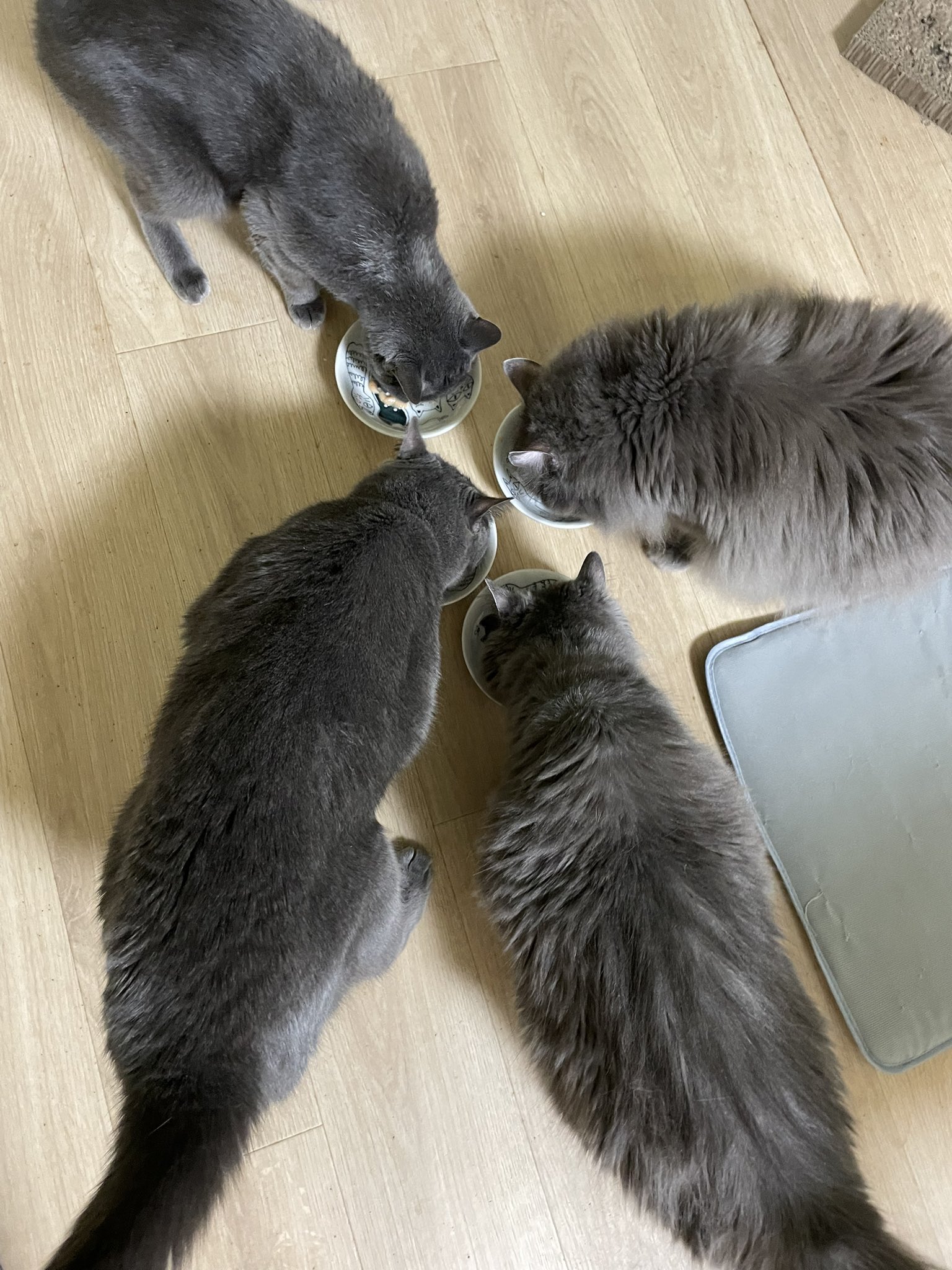 小さめ！猫目ルチルたん！かわいい！ 小さめ！猫目ルチルたん！かわいい！ 小さめ！猫目ルチルたん