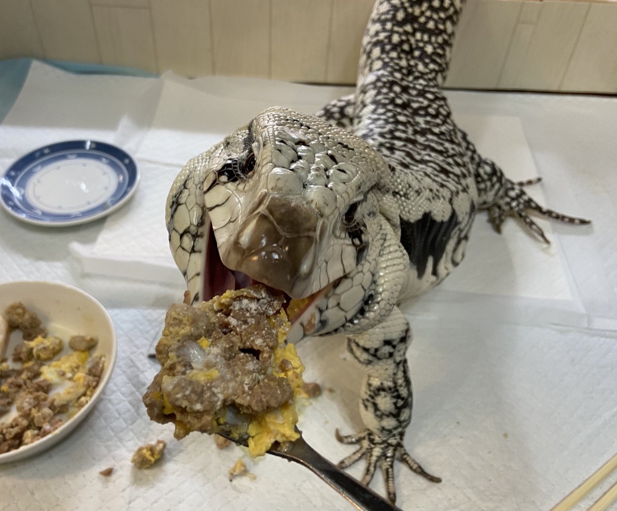 ashley_lizard's tweet image. ご飯美味しいね！