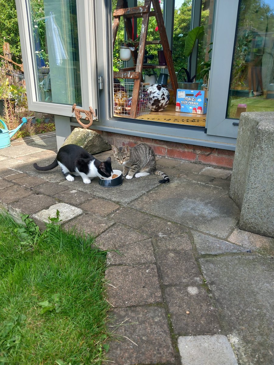 Newbies getting used to the great outdoors....