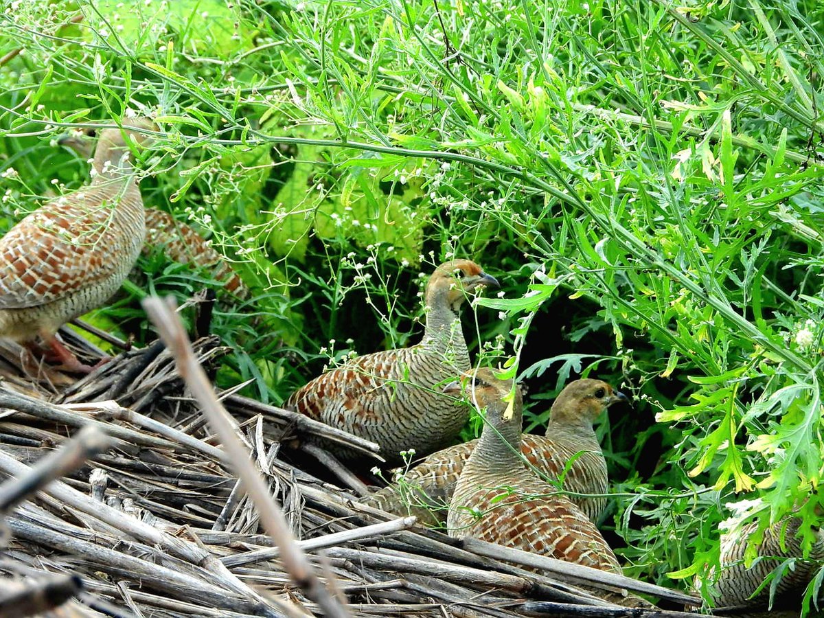 anuradhamathur's tweet image. Grey francolin family! How many can you spot? #Saturday #QuizTime #IndiAves #DelhiNCR #BBCWildlifePOTD #ThePhotoHour #natgeoindia #birdphotography #Nikon