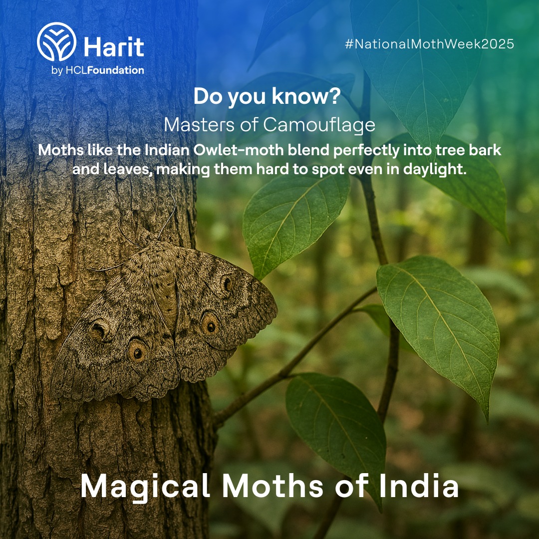 Moths are evolution’s masterpieces in disguise. With wings that mimic bark, leaves, even lichen, species like the Indian Owlet-moth blend effortlessly into their surroundings.
#NationalMothWeek2025 #CitizenScience #MothAwareness #HaritbyHCLFoundation #HCLFoundation