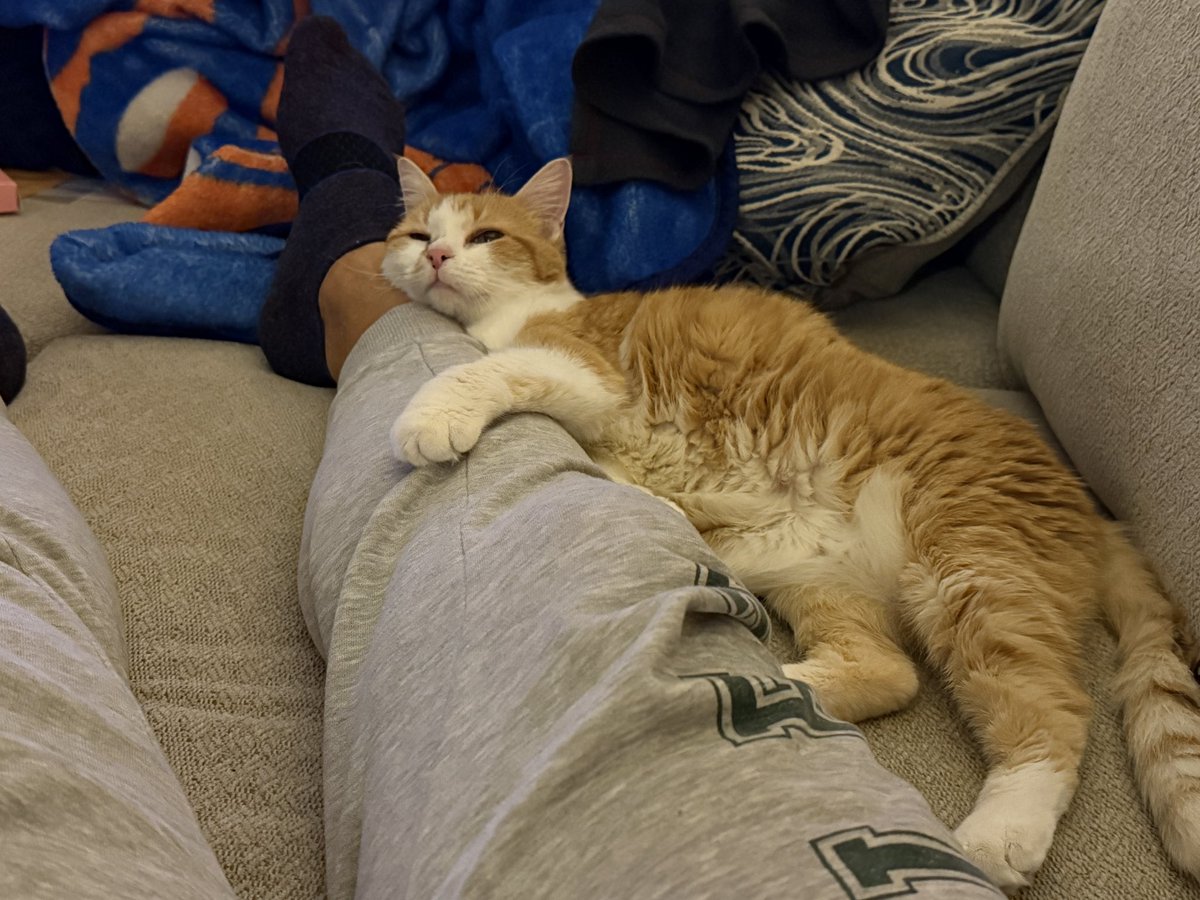 FrankTic3's tweet image. I brought my sweet Lily to the vet on Thursday. She has lost some weight and was not as active as she usually is. The ran a full panel of tests and the diagnosis is she has hyperthyroidism. Sheโll be ok.