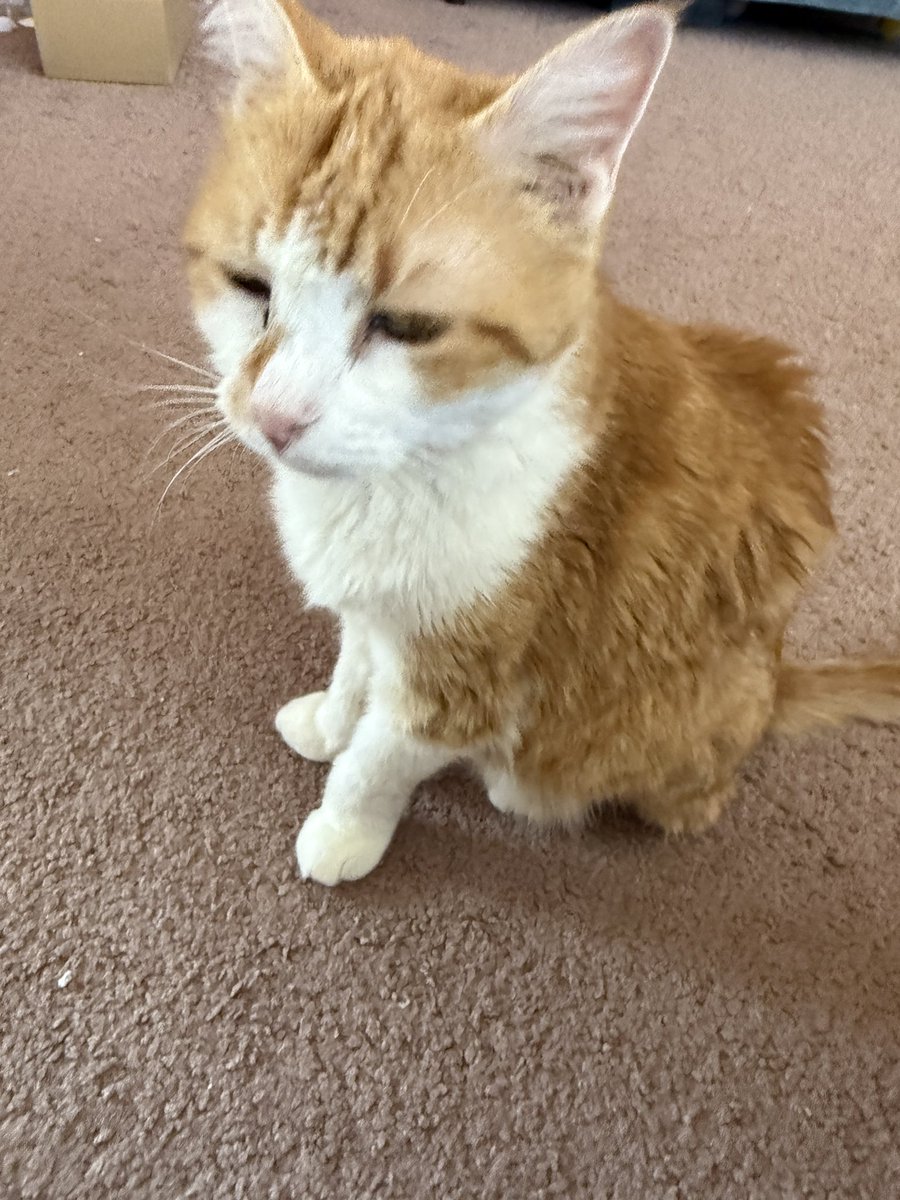FrankTic3's tweet image. I brought my sweet Lily to the vet on Thursday. She has lost some weight and was not as active as she usually is. The ran a full panel of tests and the diagnosis is she has hyperthyroidism. Sheโll be ok.
