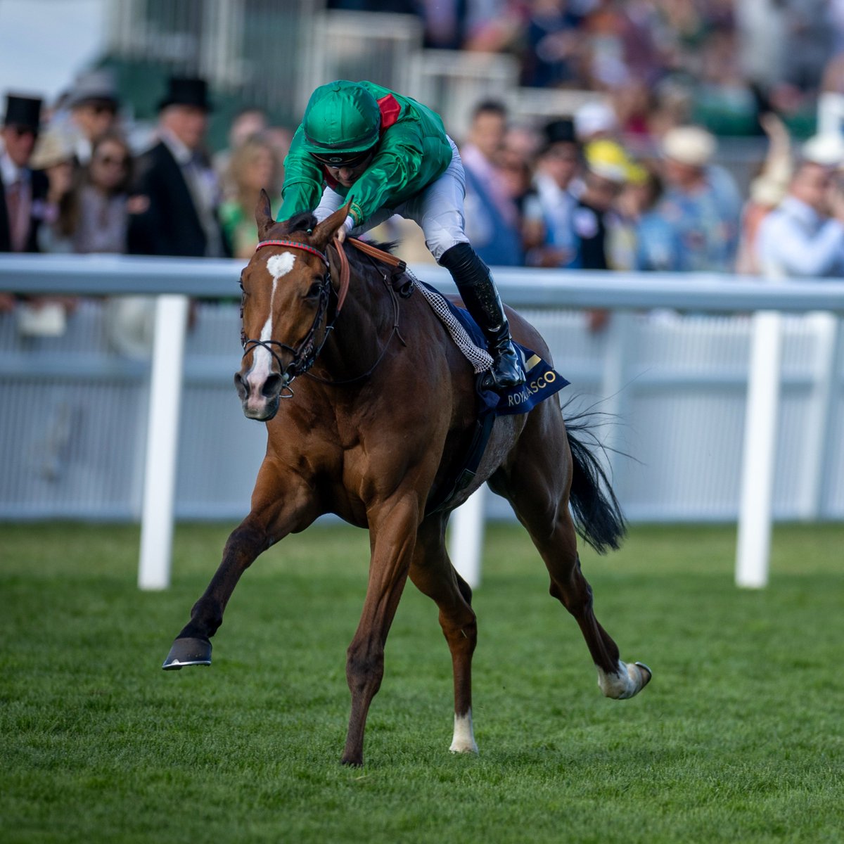 myracingtips's tweet image. CALANDAGAN wins the King George VI And Queen Elizabeth Stakes! 👑