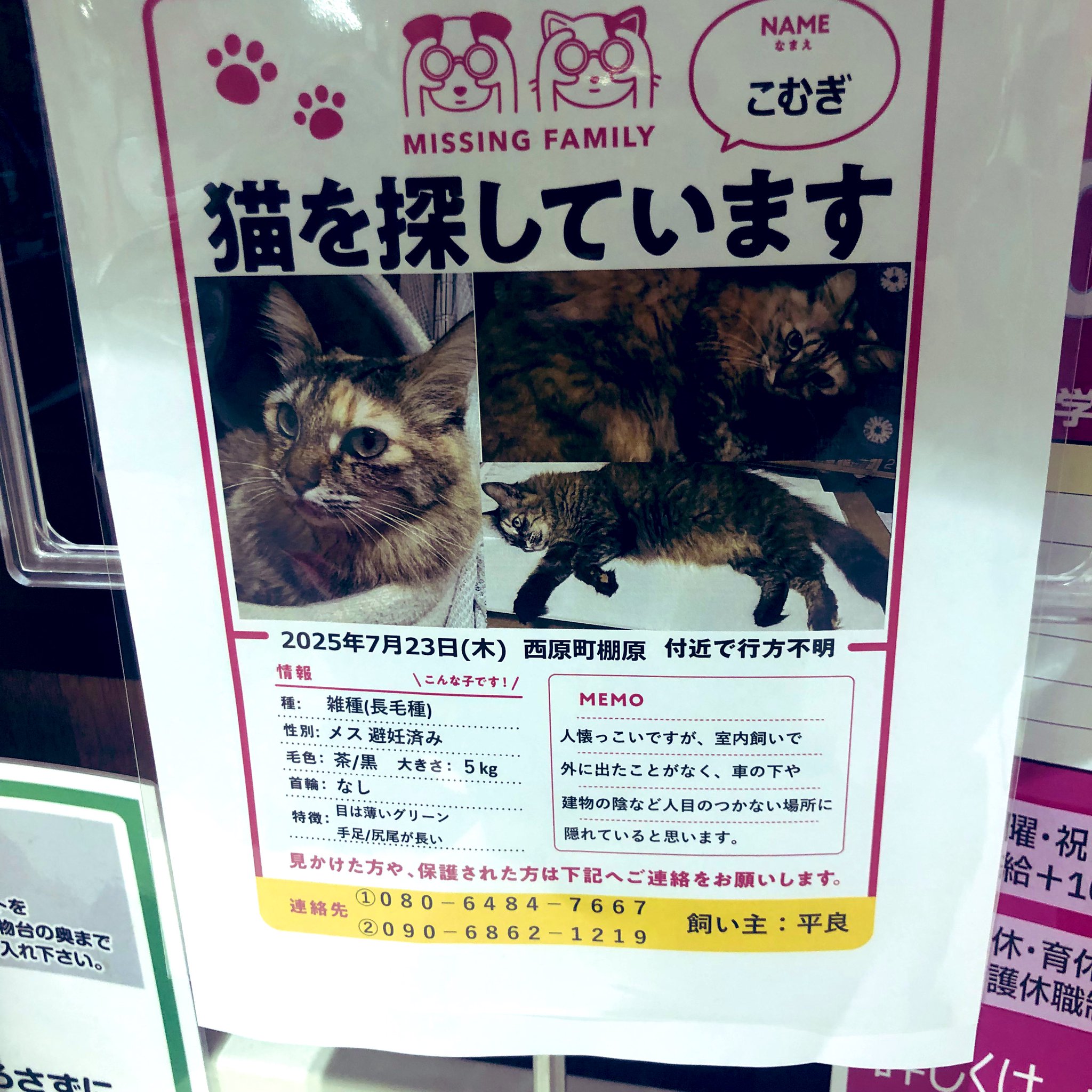 猫A 最終値下げしました！ tommy&yuzu on X: 