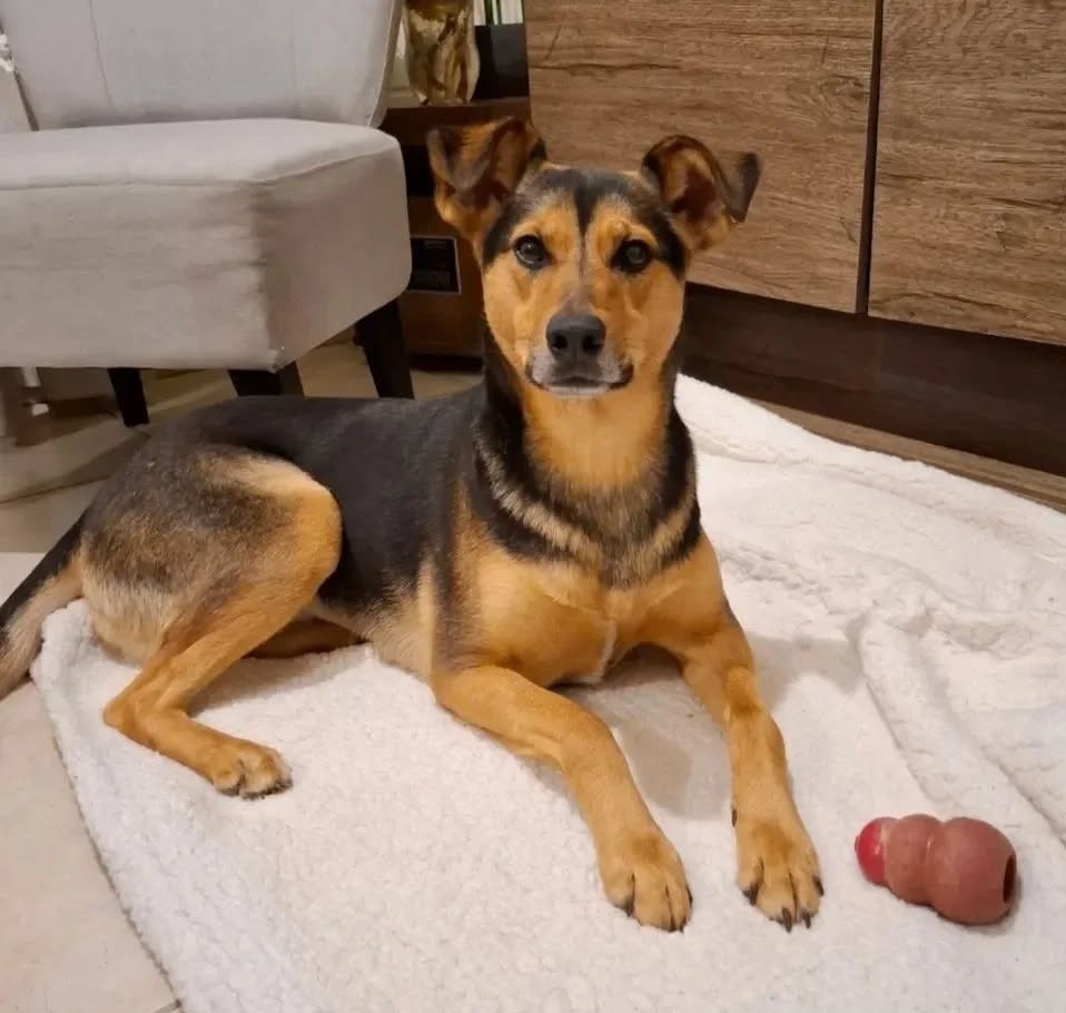 eltuitdemarsh's tweet image. Leyla, de 3 años, en adopción. Es muy cariñosa y bien portada. Se lleva bien sólo con otros perros. Está vacunada y esterilizada. Hace sus necesidades fuera de casa. Se entrega a domicilio dentro de la región. Si deseas adoptarla, comunícate al +56953609922. Favor RT!
#Concepción