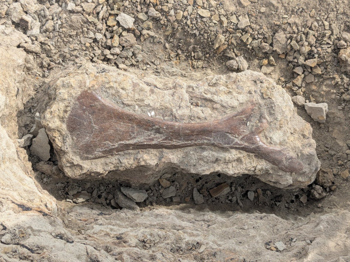 A pubis (pelvic bone) from a medium sized ceratopsid. I'm going to be plaster jacketing this in a few minutes. Dinosaur Park Fm, Montana. From US public lands administered by the Bureau of Land Management.