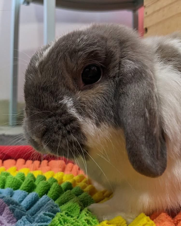 RabbitatsRescue's tweet image. 🩵Adorable 8 yo deaf bonded seniors Mocha + Eeyore are looking for their forever home.
They need experienced bunny parents, as both have special needs to consider.
Learn more & adopt/foster these sweet senior bunnies! 🐰 ➡️rabbitats.org/adopt or ➡️rabbitats.org/foster