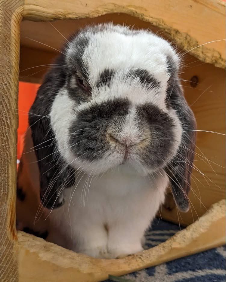 RabbitatsRescue's tweet image. 🩵Adorable 8 yo deaf bonded seniors Mocha + Eeyore are looking for their forever home.
They need experienced bunny parents, as both have special needs to consider.
Learn more & adopt/foster these sweet senior bunnies! 🐰 ➡️rabbitats.org/adopt or ➡️rabbitats.org/foster