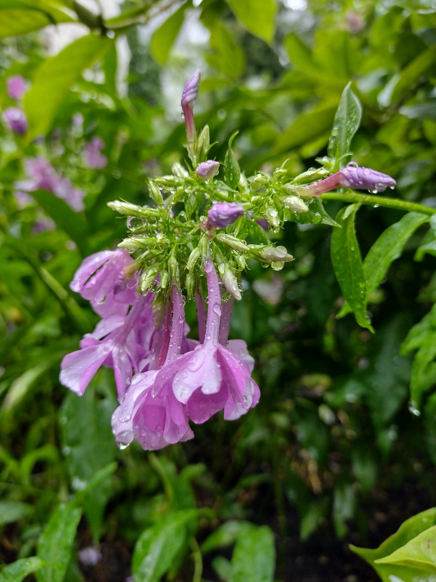 BeyondFuchsi's tweet image. Sogenannte "Regenpause". (Gerade nieselt es nur...)
Der Phlox findet diesen Sommer eher so 4/10.