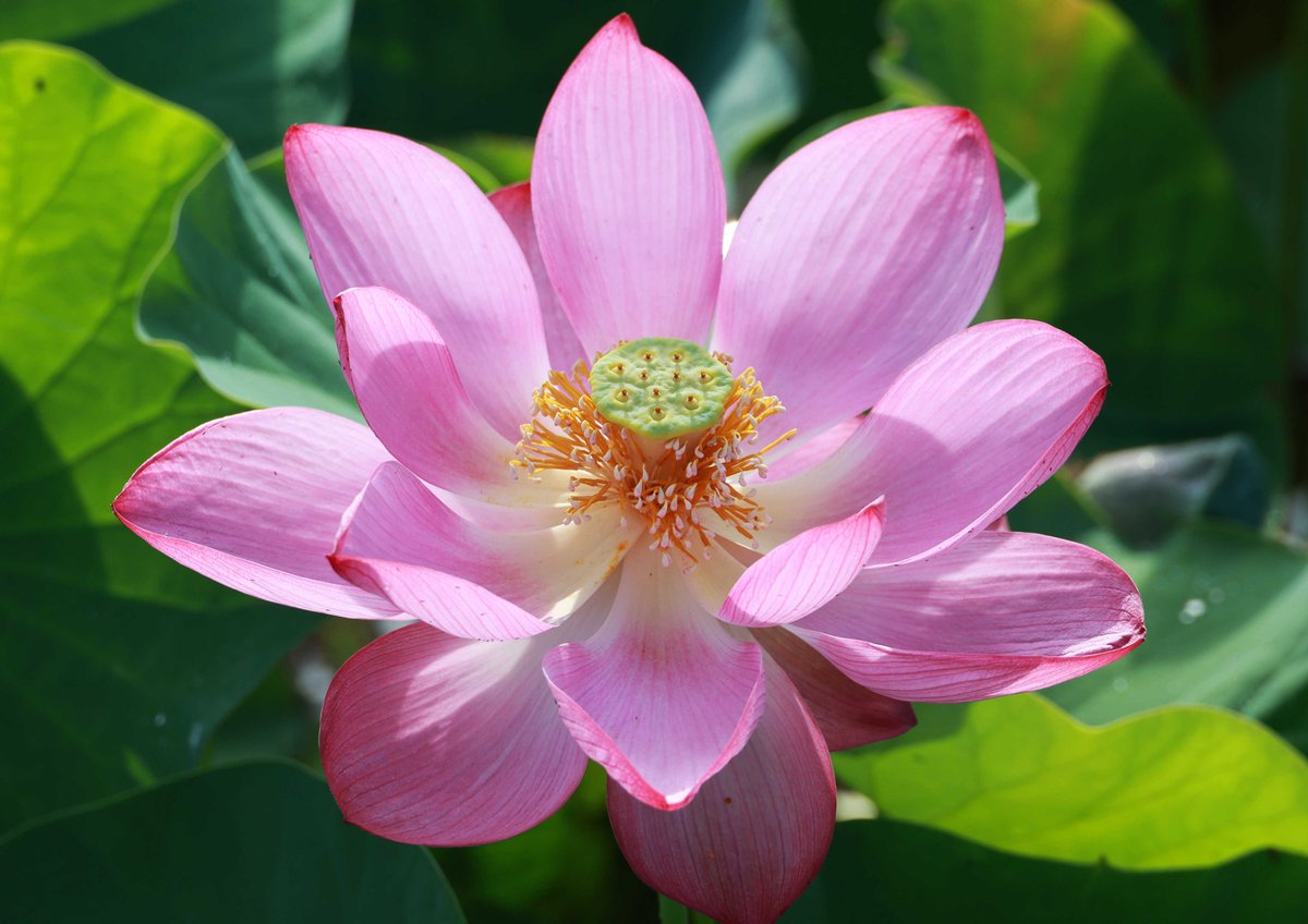 自分は何をしているのか、本当は何をしたいのか、それが分からなくなるほど心が乱れたときは、逆に、「人生は自分に何を求めているのか」と考えてみましょう。「自分はこのために生まれてきた」と言えるものを、見つけることができますように。今晩も皆さんの上に神様の祝福がありますように。片柳神父