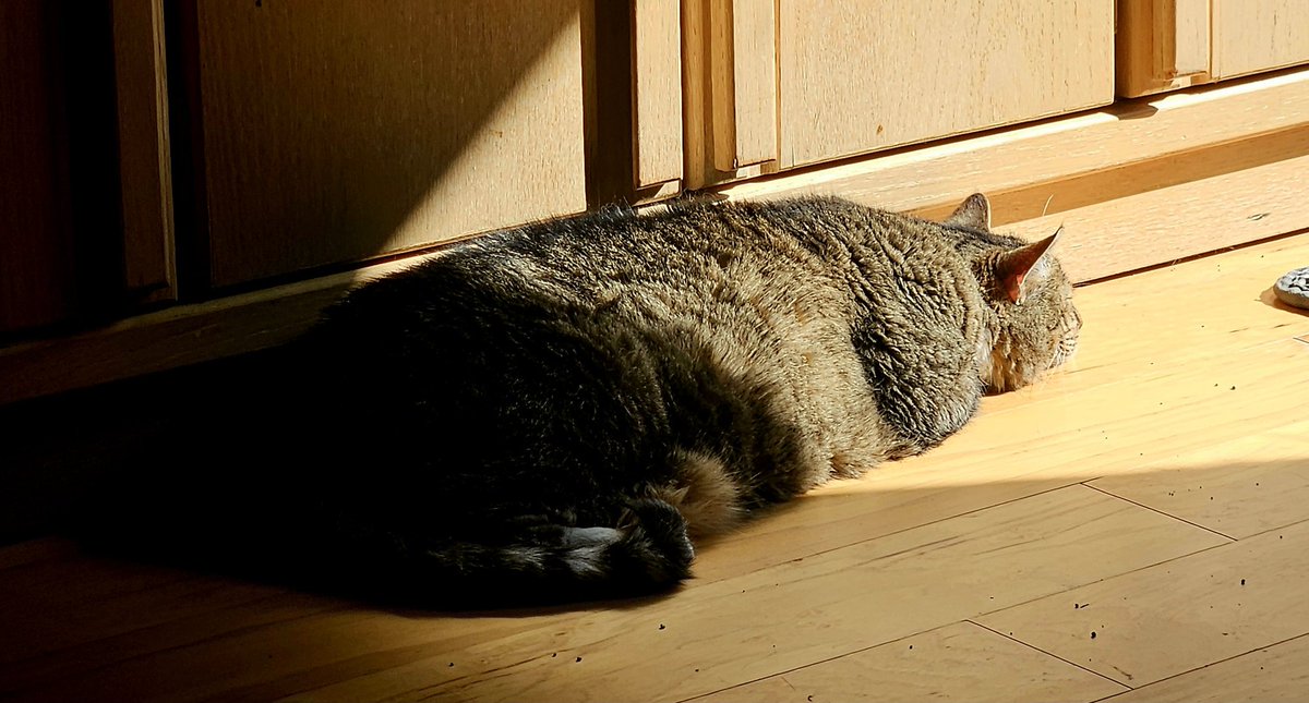 RoamstheRange's tweet image. #Caturday recharging the solar cell