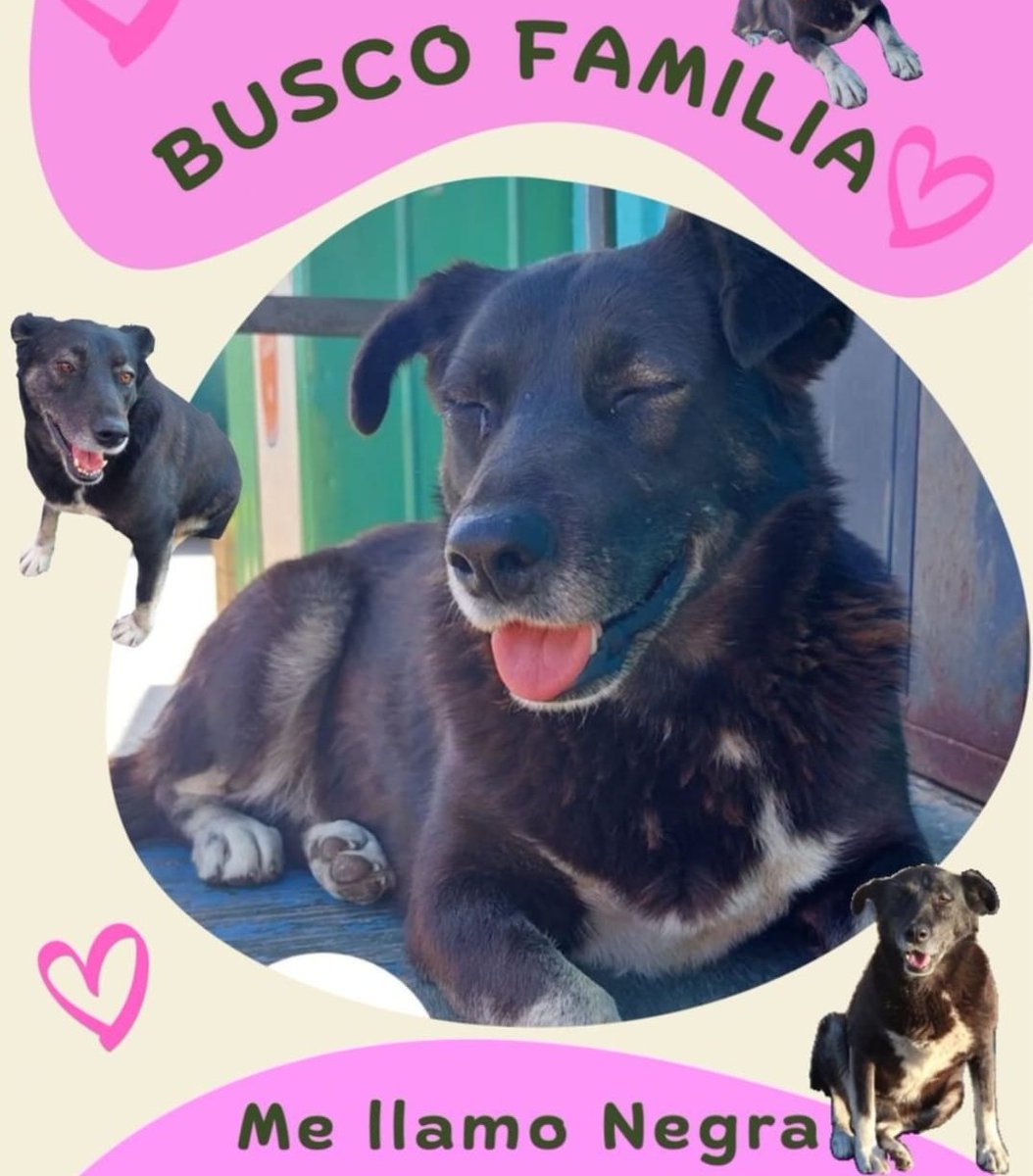 eltuitdemarsh's tweet image. Negra, de entre 6 a 7 años, tenía su casita propia donde dormía y estaba protegida. Lamentablemente una mujer la destruyó. Ahora duerme al frío y corre mucho peligro. Si puedes donar una casita o, idealmente, deseas darle un hogar, escribe al +56963323818. Favor RT!
#Valparaíso