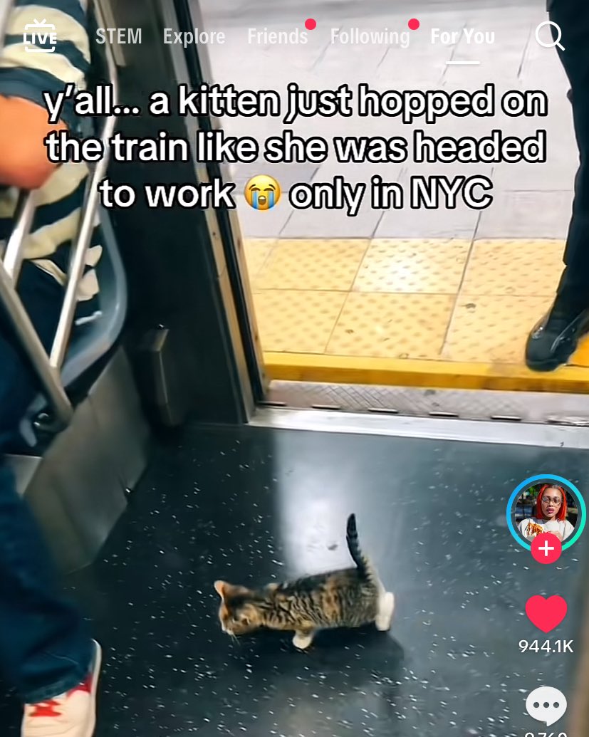 vernonewoo's tweet image. a cat riding a public transpo specifically a train in NYC... girl thats vernon