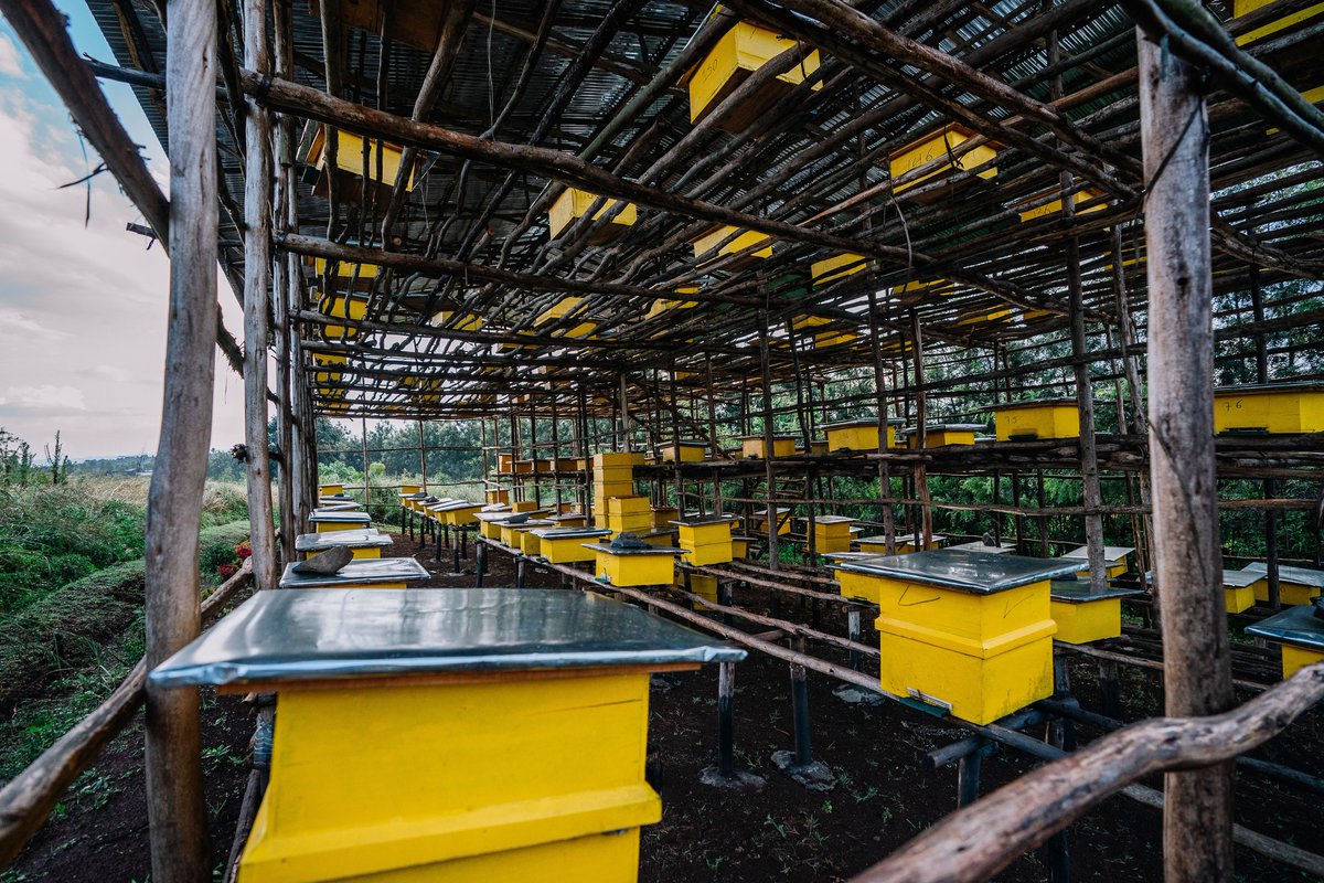 EthiopianNewsA's tweet image. #Ethiopia achieved significant accomplishments in its desires of food sovereignty. It was based this milestone that the country was chosen to host the Second UNFSS+4). Read here the full article by our staff.
ena.et/web/eng/w/eng_…