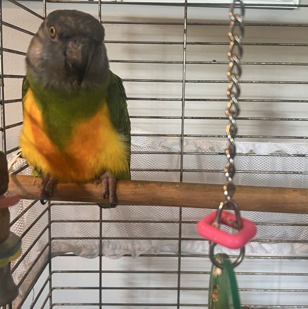 Bean_Scheme's tweet image. 🚨New Bird Alert🚨

Rescued a new bird! She’s 20ish, she’s an African Senegal Parrot, and she’s def bigger than her cockatiel siblings. Her previous owner moved to an assisted living facility so it was me or a rescue and WELP