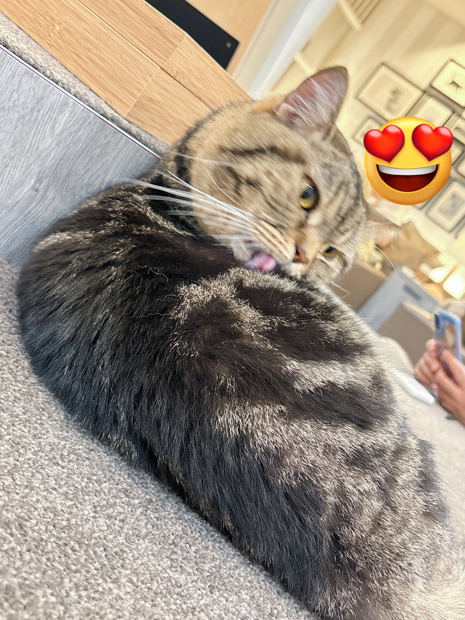 ねこ（プロフ必読） ねこ【プロフ必読※ID記載❌】様 専用 - メルカリ