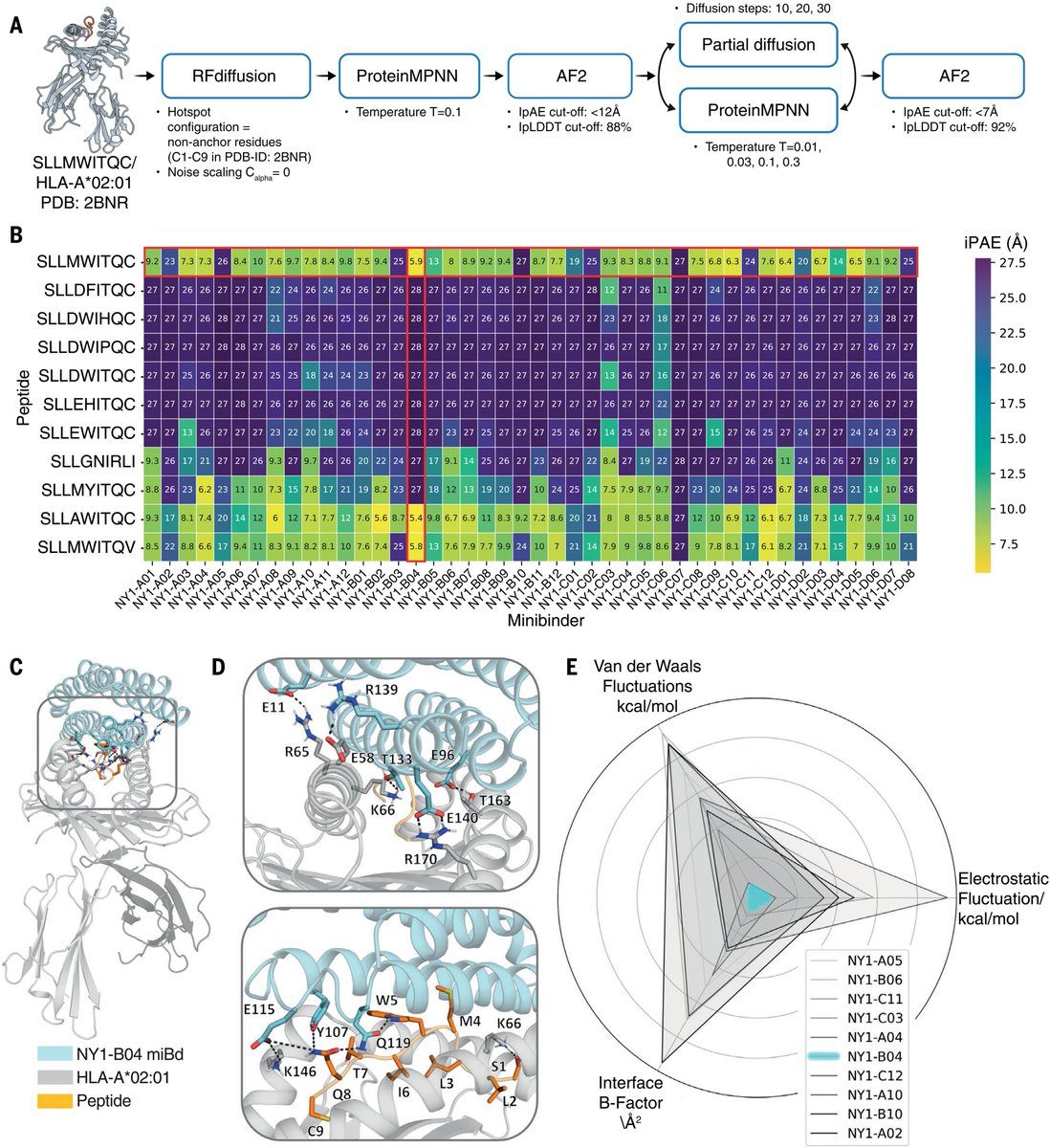 PatrickHwuMD's tweet image. #ScienceSaturday
❓ Can AI help us engineer better cancer therapies, one protein at a time?
➡️ A new study in Science reveals how generative AI is being used to rapidly create de novo protein minibinders to target cancer-associated peptide–MHC complexes (pMHCs), which are key…