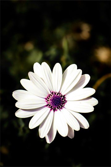 simpleas_Jade's tweet image. Knowing how to be solitary is central to the art of loving. — “bell hooks”
Good night, my dear friends 🤍🤍
May your weekend hold moments that truly matter to your heart ♥️,
however small they may seem ✨*ੈ✩‧₊˚༺☆༻*ੈ✩‧₊˚*ੈ✩‧₊˚༺☆༻*ੈ✩‧₊˚🌛