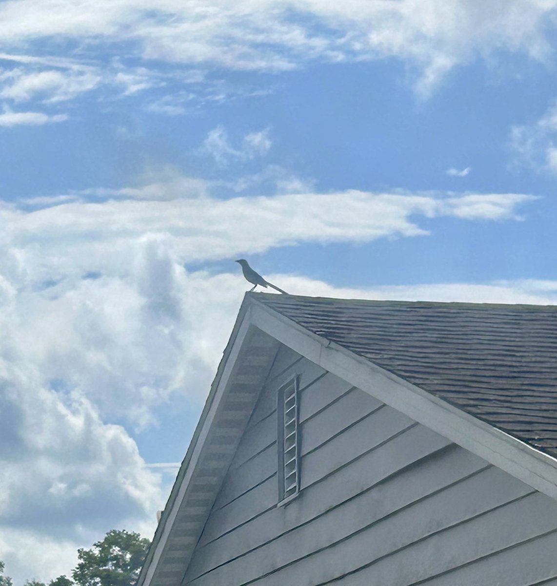 WickedWalnut's tweet image. Up on the roof.