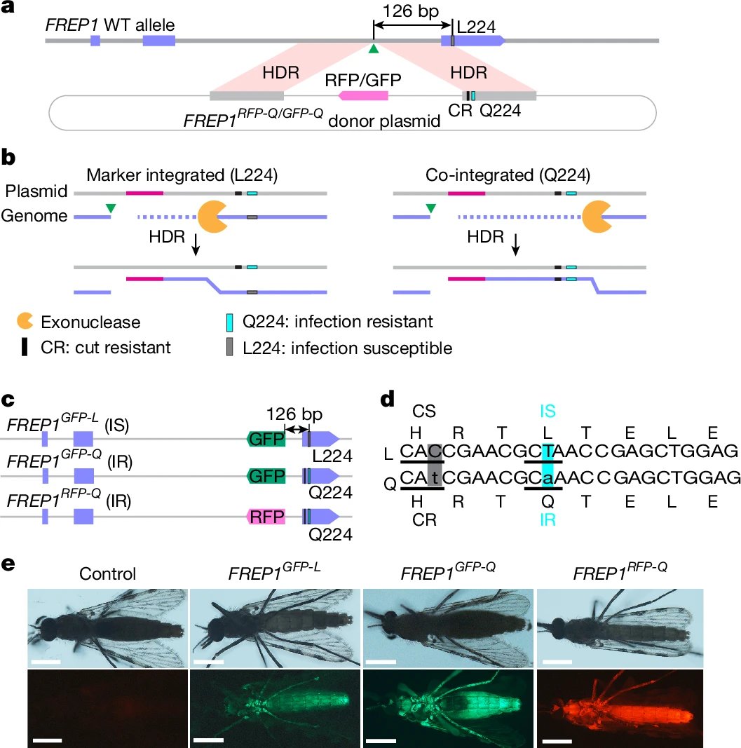 Absolutely fascinating paper! Some of the best examples of learning from evolution comes from non-human GWAS.  

A missense mutation (discovered previously via a GWAS) in FREP1 encoding a mosquito gut protein provides near complete resistance to malarial parasite infection. 

The
