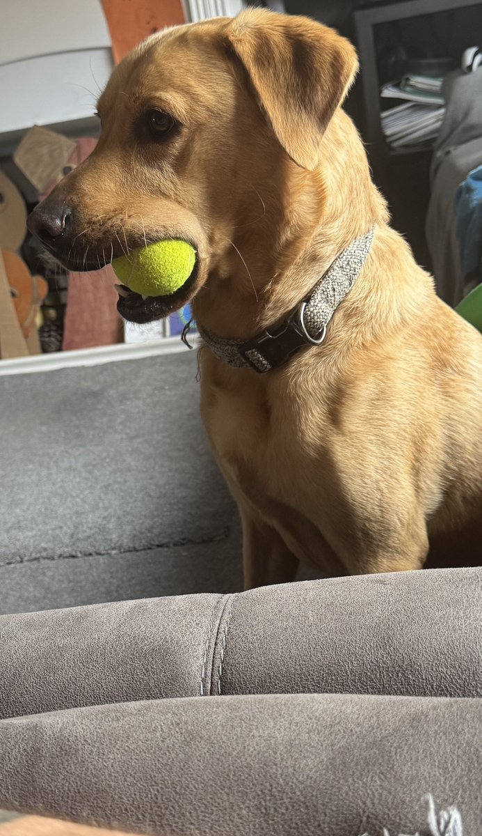 Patiently waiting with ball for his walk