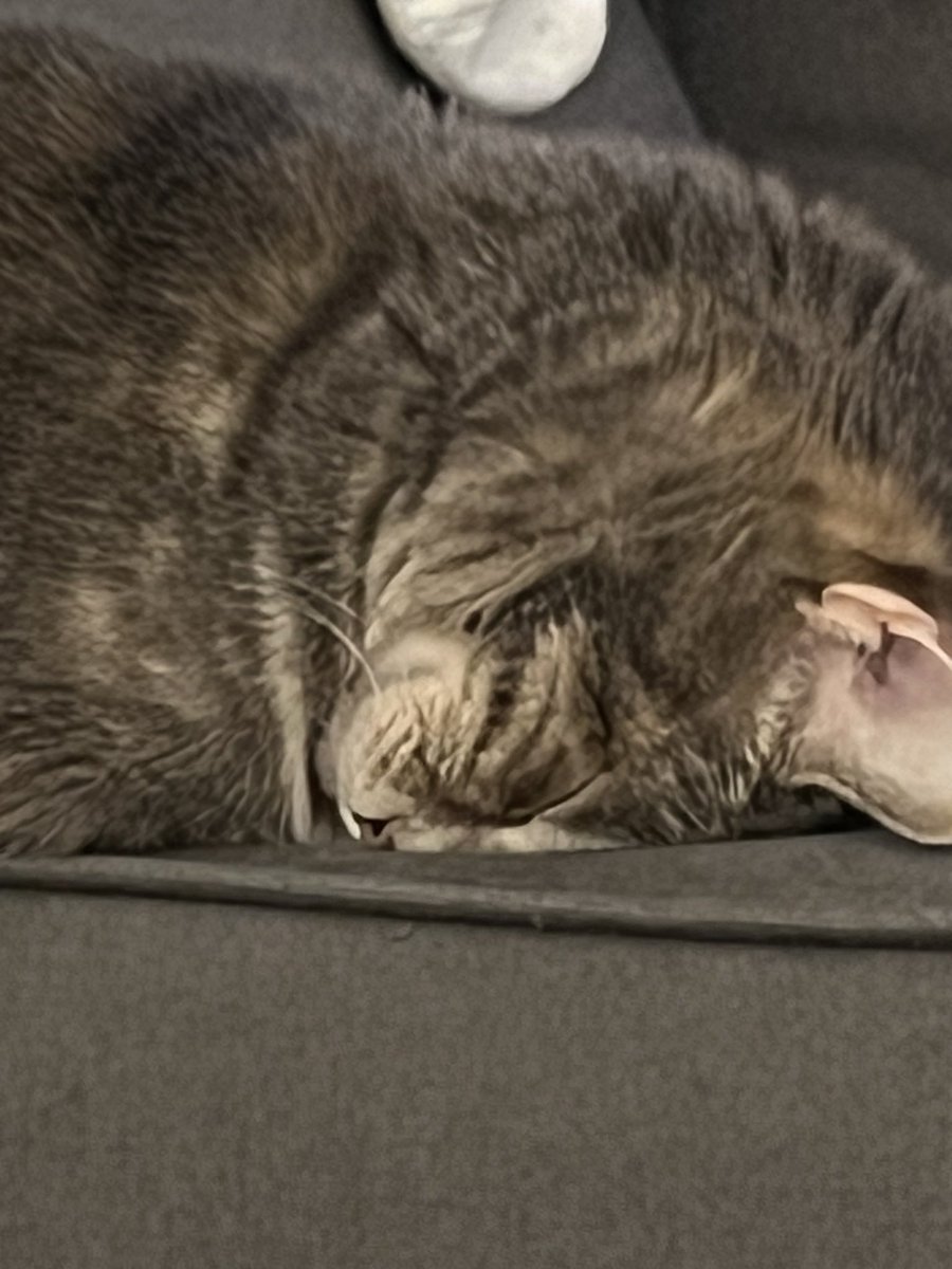 Happy Caturday