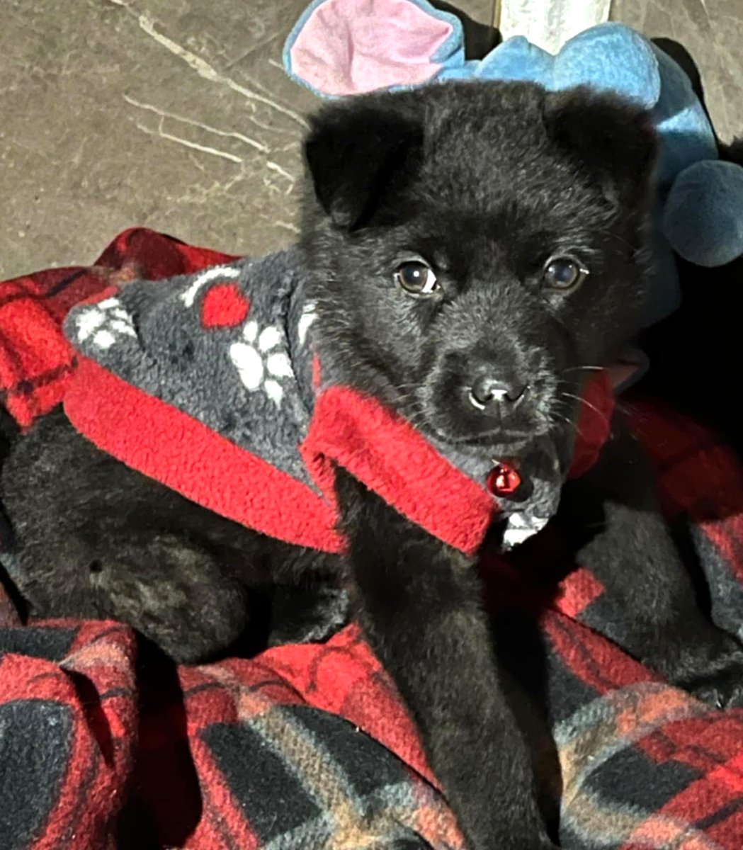 eltuitdemarsh's tweet image. Hermoso negrito, de 2 meses, en adopción responsable. Es muy dócil, tierno y cariñoso. Se entrega a domicilio. Si deseas darle un hogar para siempre, comunícate al +56920300131. Favor RT!
#PuenteAlto