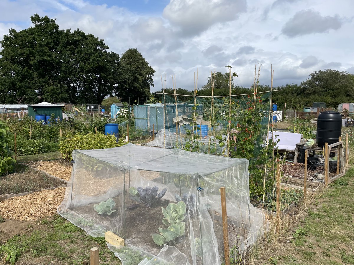 colinrtalbot's tweet image. Our little plot is doing OK. About to start work on beds in the other half we’ve left covered in black plastic until now.
Disappointingly there were no snakes hiding under the plastic - even tho we had two shed snakes skins left on the plot.
