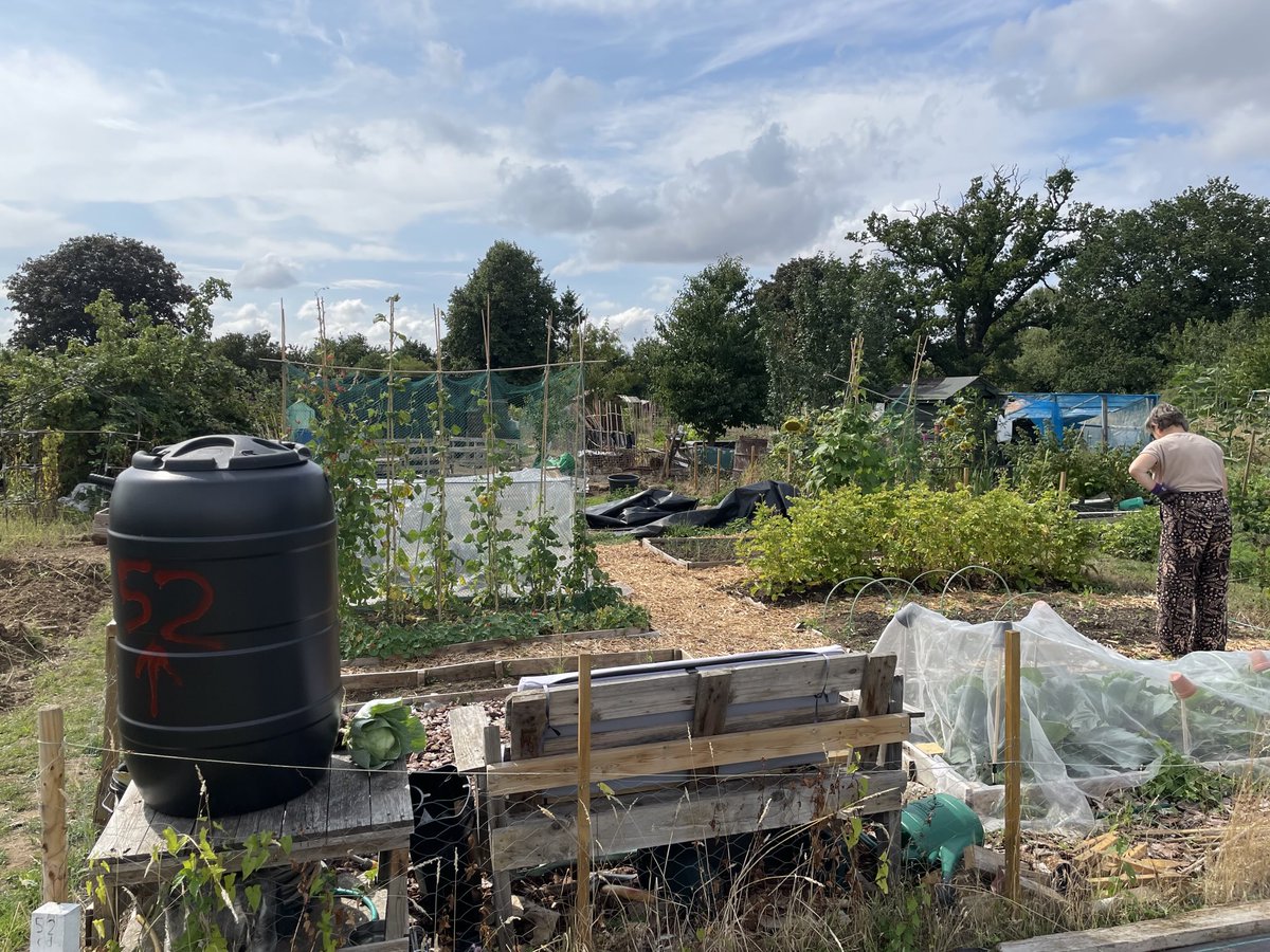 colinrtalbot's tweet image. Our little plot is doing OK. About to start work on beds in the other half we’ve left covered in black plastic until now.
Disappointingly there were no snakes hiding under the plastic - even tho we had two shed snakes skins left on the plot.