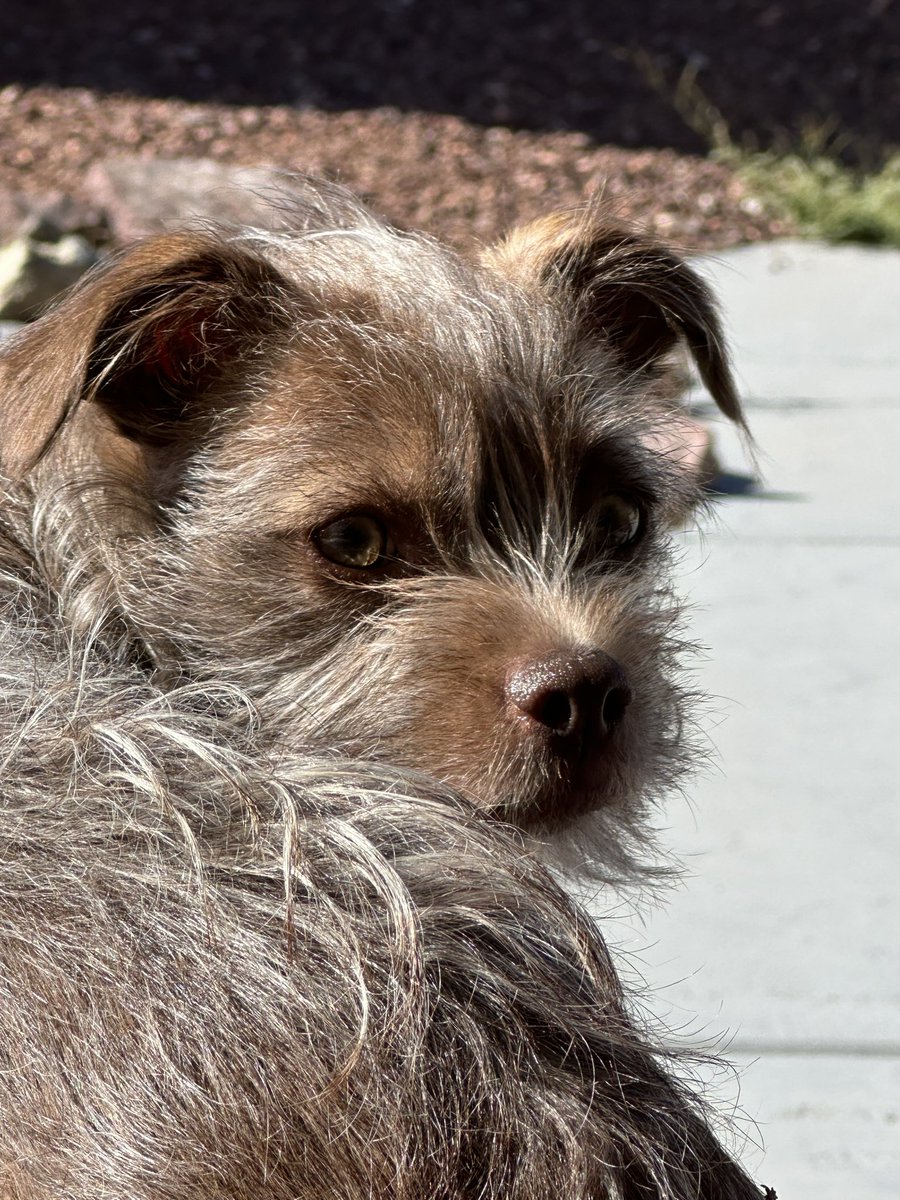 ArizonaHeatwave's tweet image. The 3 Poo Crew on morning patrol ๐๐ซก๐ซก๐บ๐ธ๐บ๐ธ๐บ๐ธKeeping the AZ Compound secure๐๐