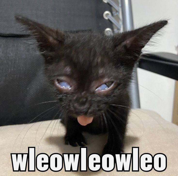 cueglo's tweet image. wleowleowleo 😘