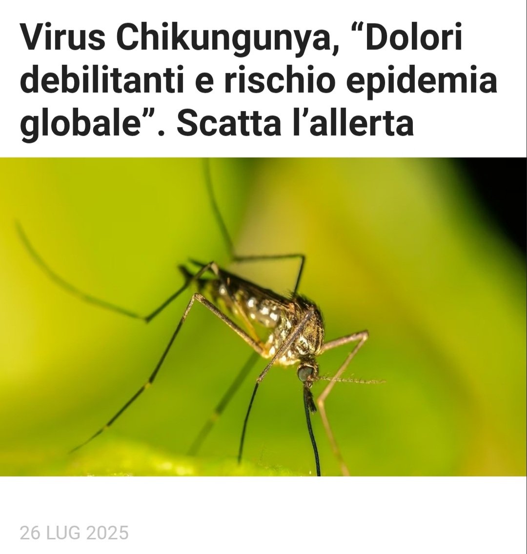 strange_days_82's tweet image. ร scattata l'allerta: prepariamoci a un bel lockdown, vaccini per tutti e green pass obbligatorio... non sia mai che ci punga una zanzara!
#26luglio #virus #OMS #Chikungunya