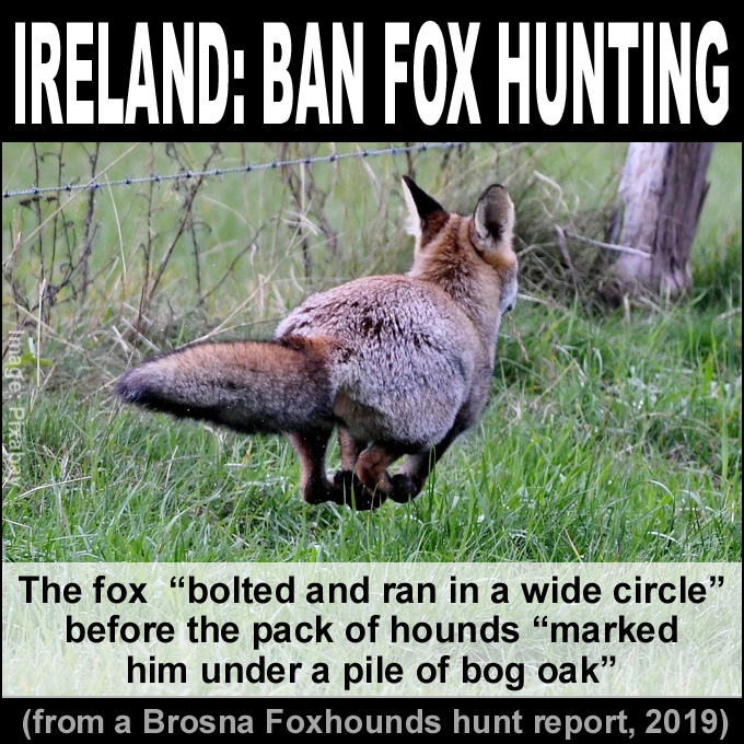 The fox “bolted and ran in a wide circle” in a desperate attempt to escape. The pack of pursuing hounds caught up and “marked him under a pile of bog oak”. Most people in Ireland want fox hunting ended. It's time for a ban. #Ireland #AnimalCruelty #BanFoxHunting