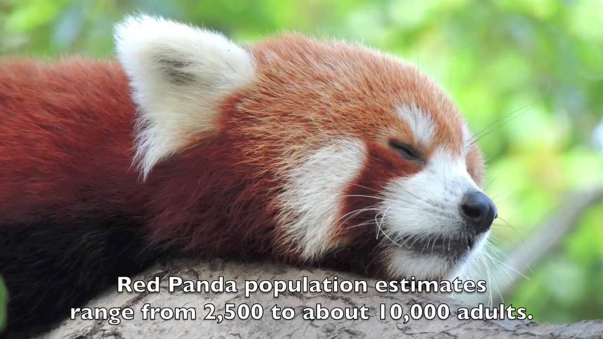 Red Panda Every Hour! (@redpandaeveryhr) on Twitter photo  Red Panda Every Hour! (@redpandaeveryhr) on Twitter photo