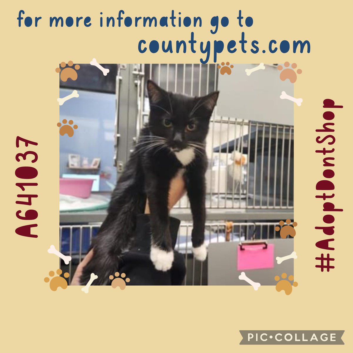 #OTLFP 
Let's all retweet all of Millie's adoption tweets to help A641037  find that furever home! 
RETWEET
RETWEET
RETWEET