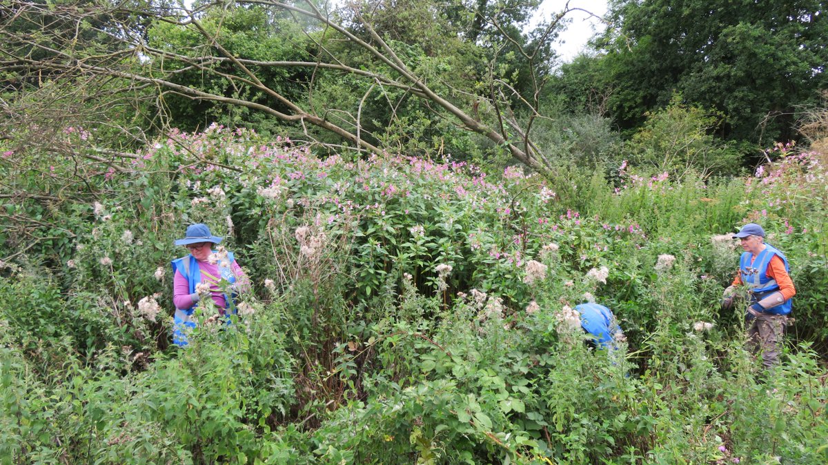 Many thanks to our volunteers for another thorough #balsambash. Much Himalayan Balsam removed and Purple Loosestrife planted. The #RiverVer chalk stream is all the better for it.
