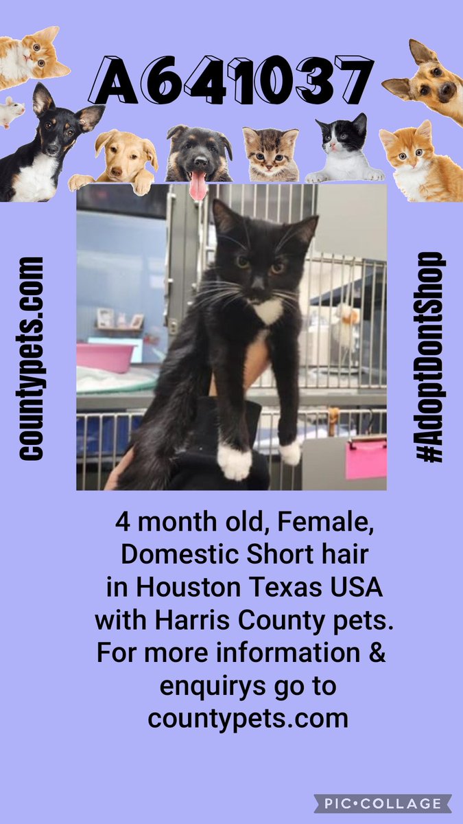Everyone please meet unnamed kitty A641037 
she needs a forever home. she's with Harris County pets &amp; she is looking for a #foreverhome 🏠
Could she come &amp; live with you maybe?
Please RT to help find her a home 
All her info is here ➡️ countypets.com 
#OTLFP #Texas #USA