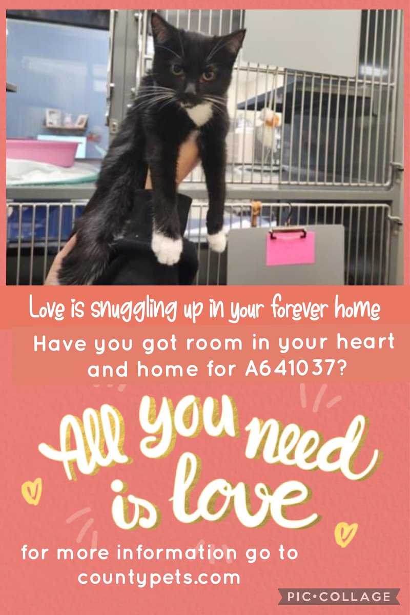 This cute kitty needs a home
Can we help find her a #ForeverHome
Can she come live with you?
Paws crossed for a happy ever after home soon
She deserves to be loved
Have you got room in your heart&amp;home for her? #AdoptDontShop #OTLFP
More info➡️ countypets.com #Texas #USA