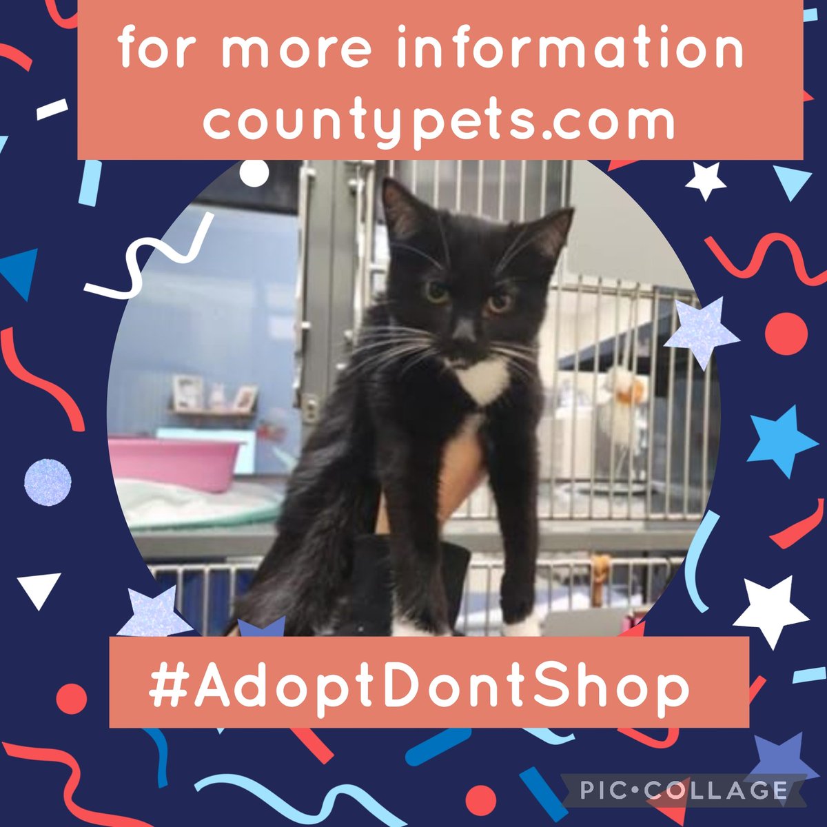 Theres no place like home,so everyone keep your paws crossed that we can help make her dreams come true &amp; find a furever home with a loving human to chill out with.
Your RT might just find one so please RT
More info➡️ countypets.com 
#OTLFP #adoptdontshop #Houston #Texas
