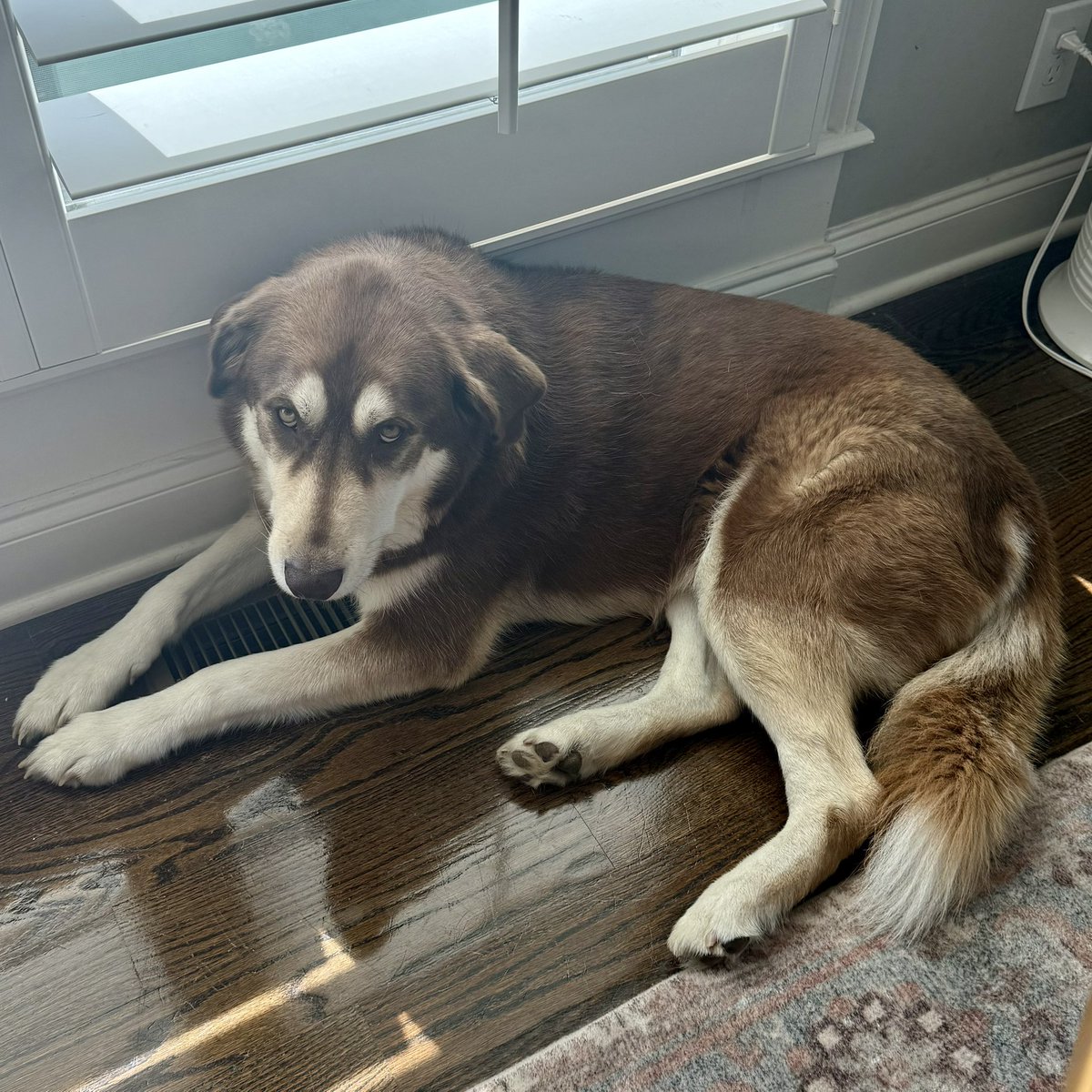 aaronleicht's tweet image. We’re in the 90’s. This is Blue’s personal vent. I know that look. “I ain’t movin’, dad.”🐶