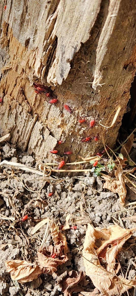 BotheredBoy's tweet image. Hey #bugtwitter and #Entomology twitter, are these those invasive beetles or a different species?