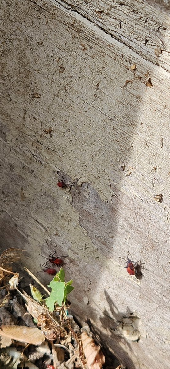 BotheredBoy's tweet image. Hey #bugtwitter and #Entomology twitter, are these those invasive beetles or a different species?