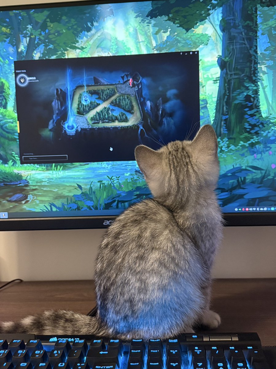 SEVENSTARSAMI's tweet image. my cat loves watching me lose games in silver