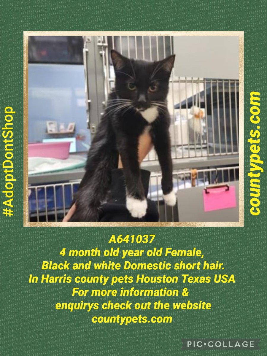I'm hoping this little cutie can find a furever home to put her paws up.
A forever home with her own human to show her love &amp; kindness,with treats &amp; toys &amp; a bed to snuggle on
Please RT to help #OTLFP #AdoptDontShop
All info is here ➡️ countypets.com #Texas #Houston #USA