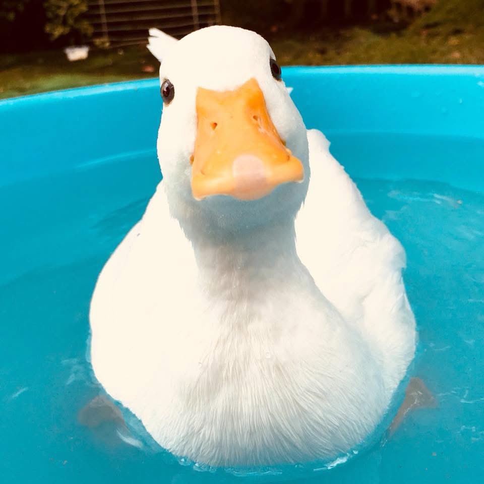 ahiraa2go's tweet image. あざと