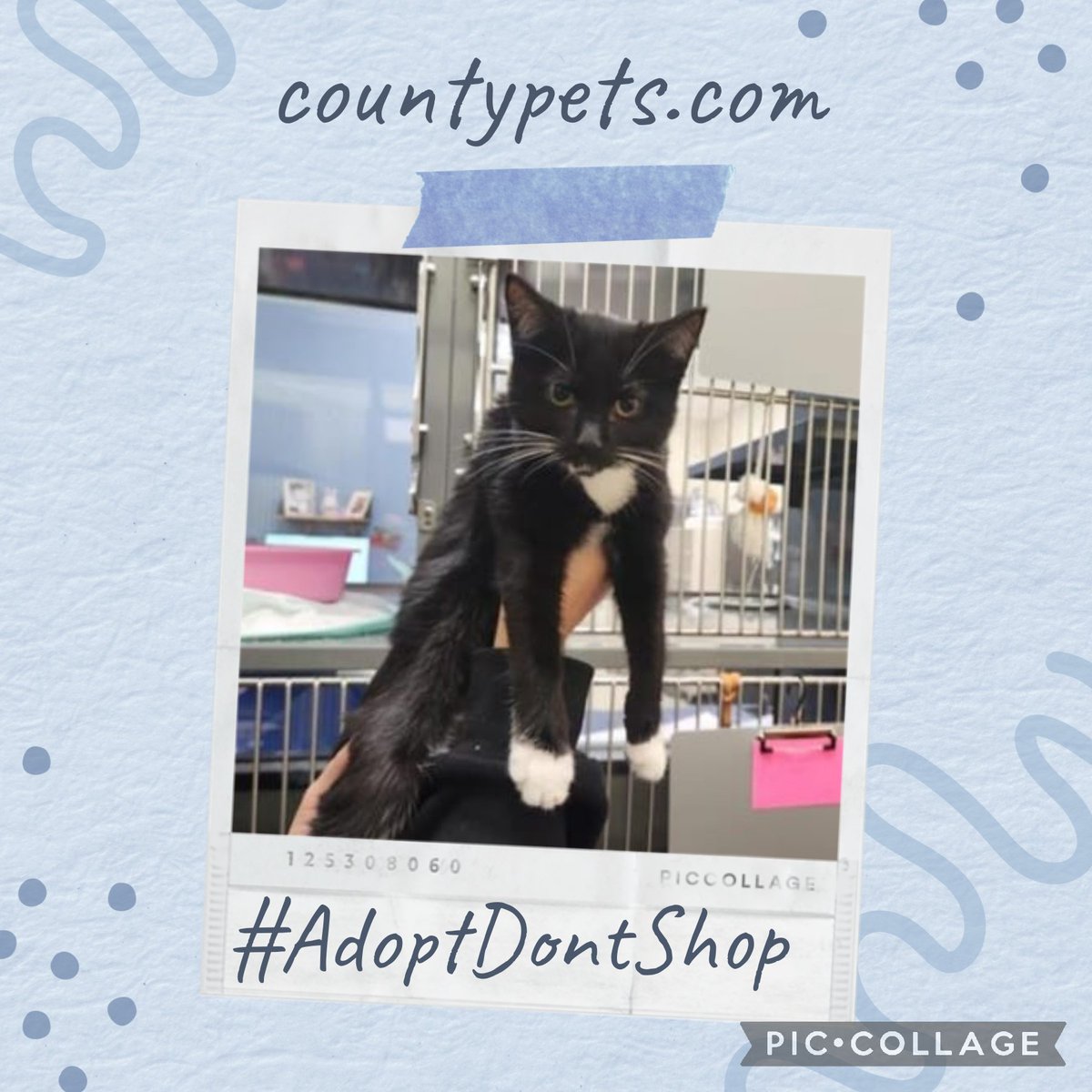 Could this cutie put her paws up at yours?
Can she chill on your couch?
Can she snuggle up at your house?she'd love you furever.
Have you got room in your heart &amp; home for her? 
She is ready &amp; waiting for you #AdoptDontShop #OTLFP
All info➡️ countypets.com #Texas #USA