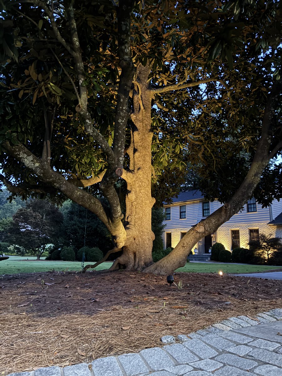 Highlighthouse_'s tweet image. We love a good magnolia tree.
Even more when it looks like this.

Strategic uplighting brings this beauty to life at night — highlighting its bold trunk and casting a warm glow through its iconic foliage. A Southern staple, spotlighted.

💡 DM us to light up your landscape
