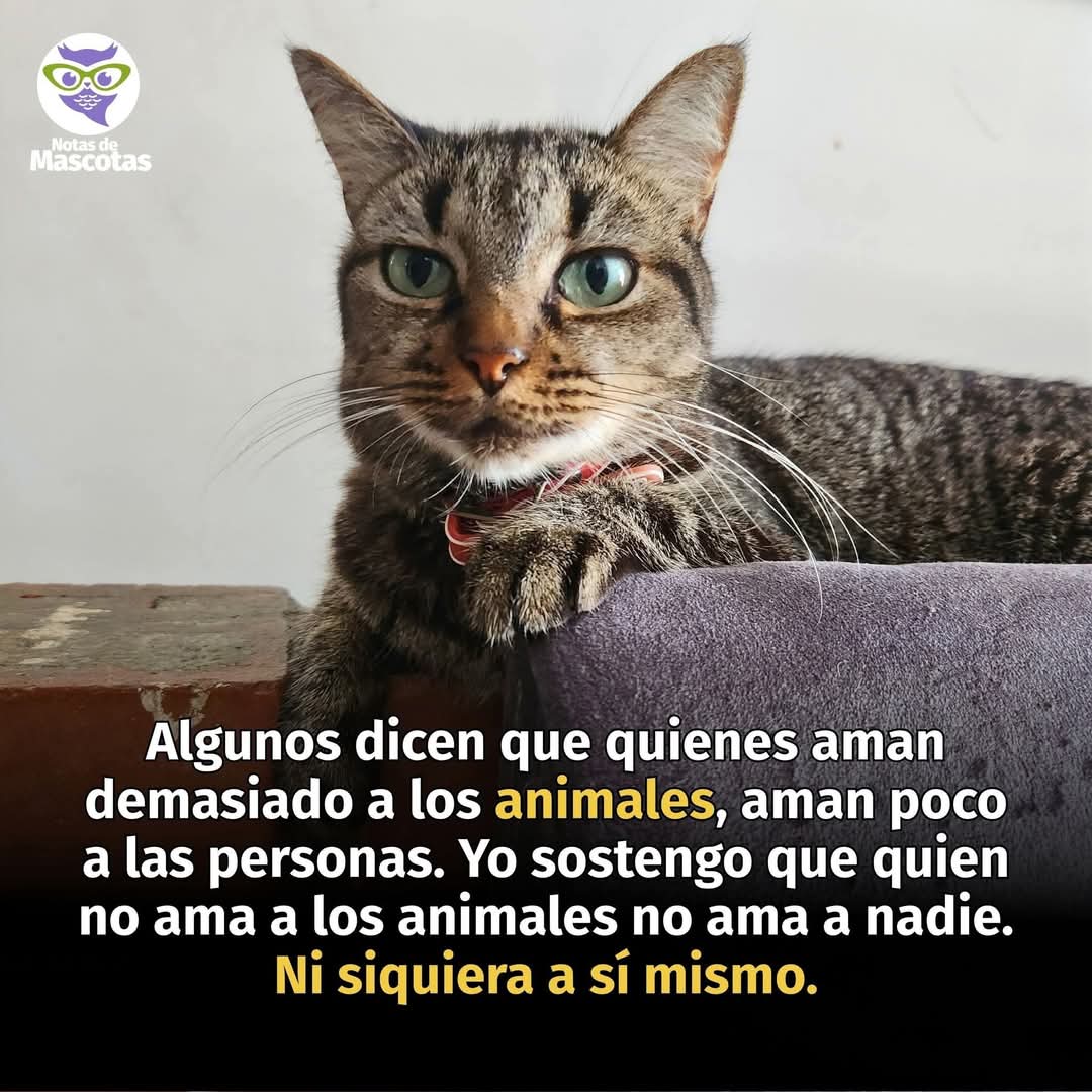 MeowWorkshop's tweet image. Efectivamente