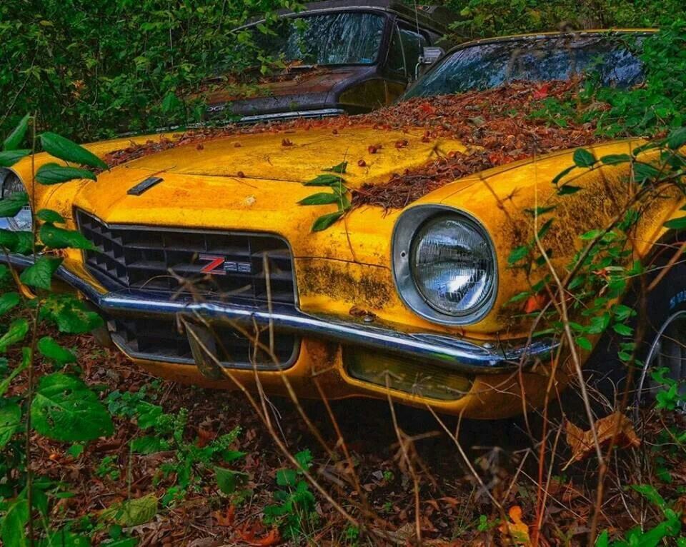 RandyDa25687858's tweet image. *
* *
Would you haul it home ? ? ?  🤔

..xZx..     🧐